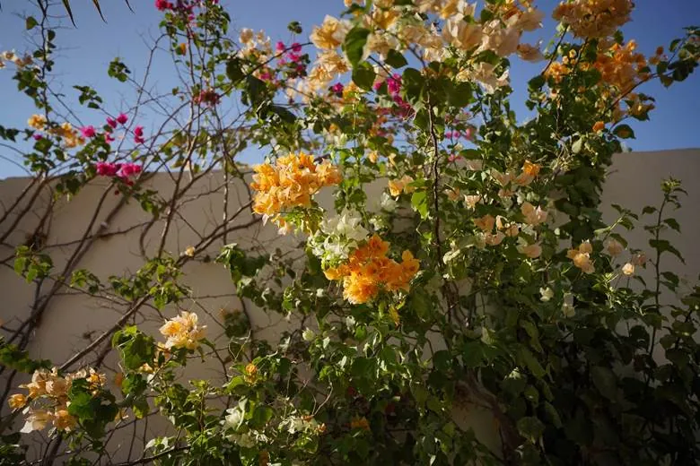 Bougainvillea
