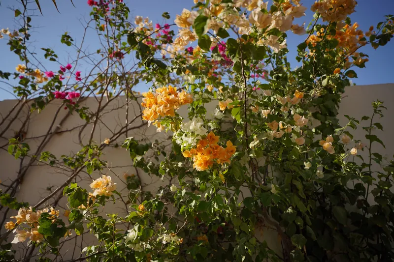 Nad Al Sheba Villa landscape project, photo 1