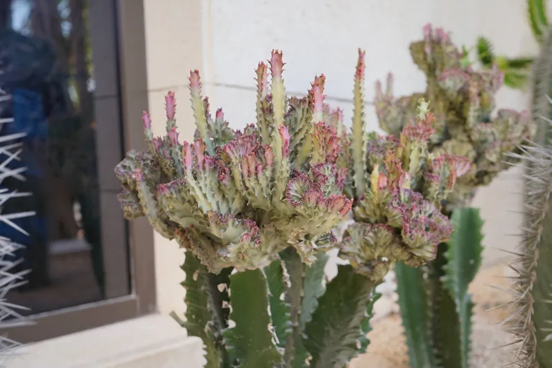 Nad Al Sheba Villa landscape project, photo 4