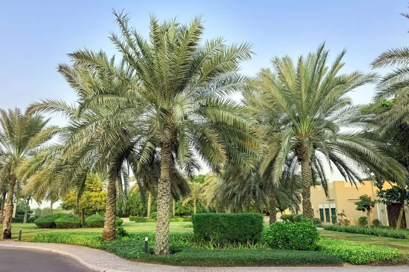 Ruwaiyyah Farm landscape project, photo 6